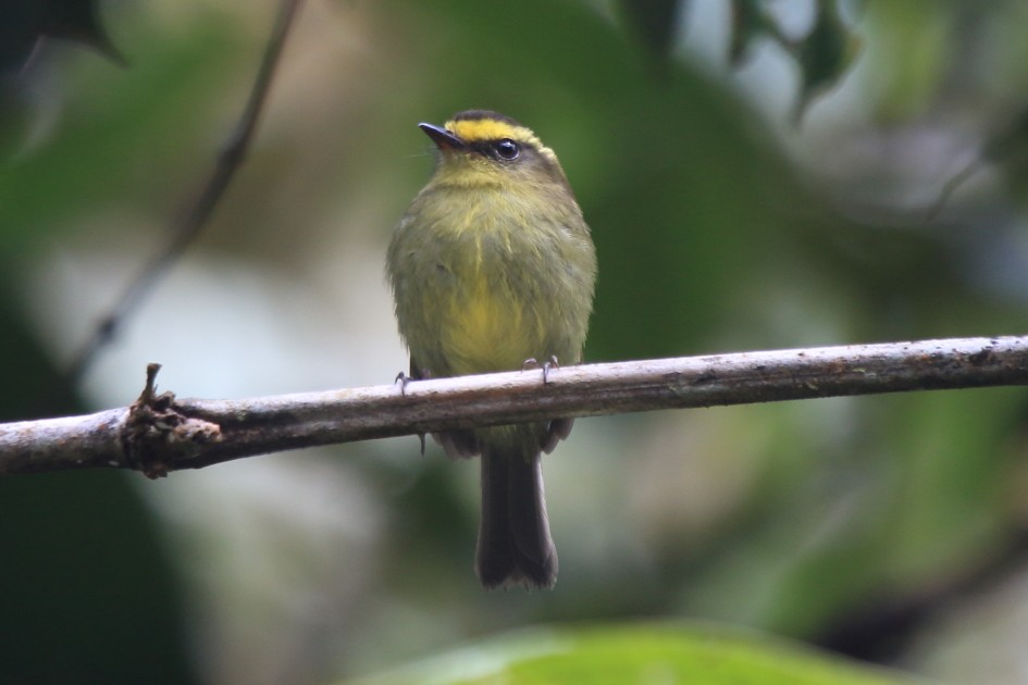 Yellow-bellied Chat-Tyrant - Fabio Olmos