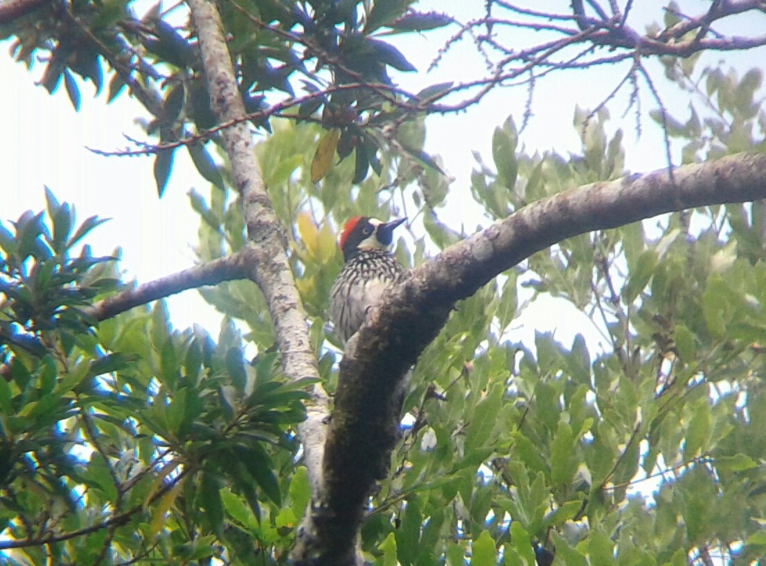 Acorn Woodpecker - Rudy Botzoc @ChileroBirding