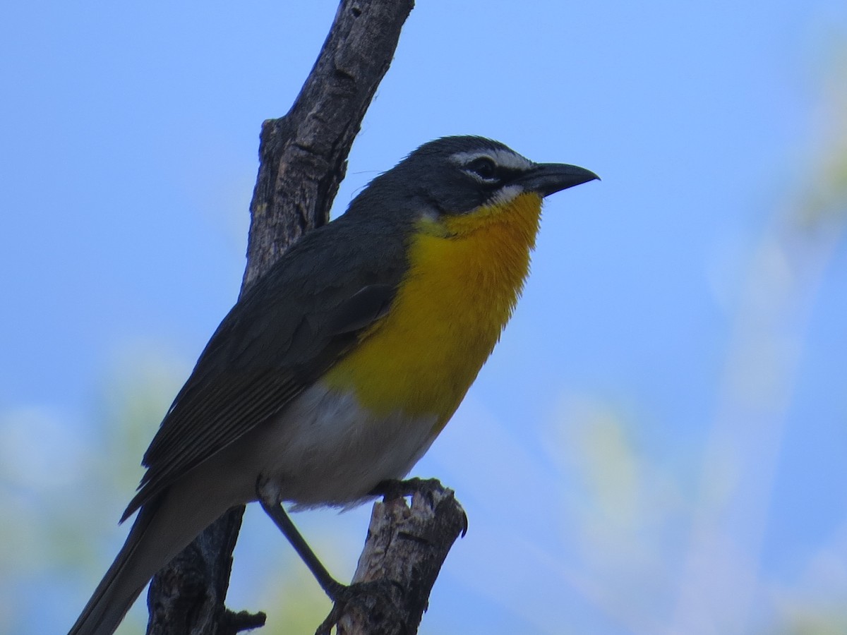 Yellow-breasted Chat - Rob Woodward