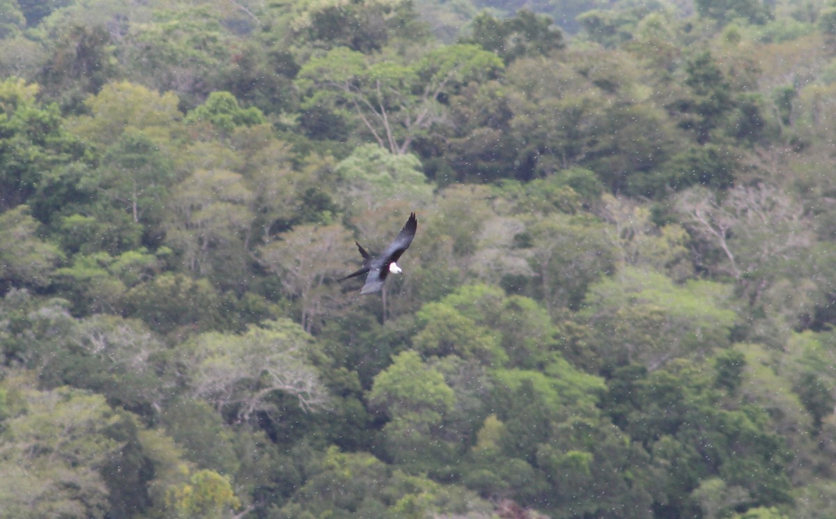 Swallow-tailed Kite - Erwin Gongora