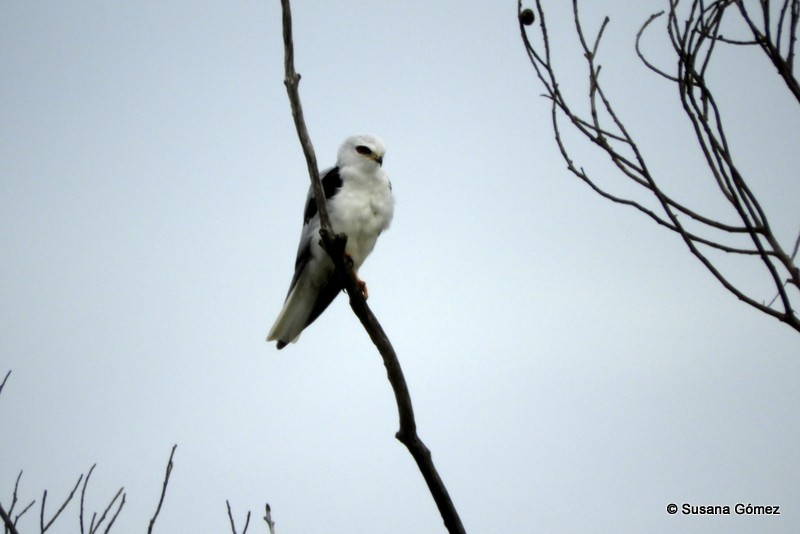 White-tailed Kite - ML101344371