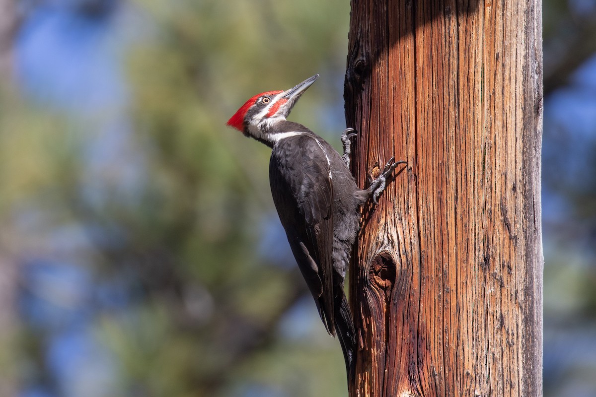 Pileated Woodpecker - Chuck Coxe