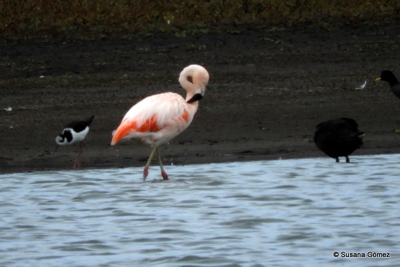 Chilean Flamingo - ML101344441