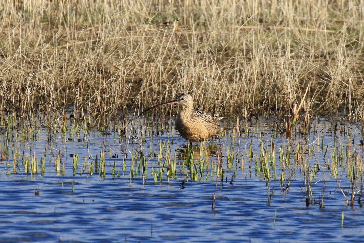 Long-billed Curlew - ML101344601