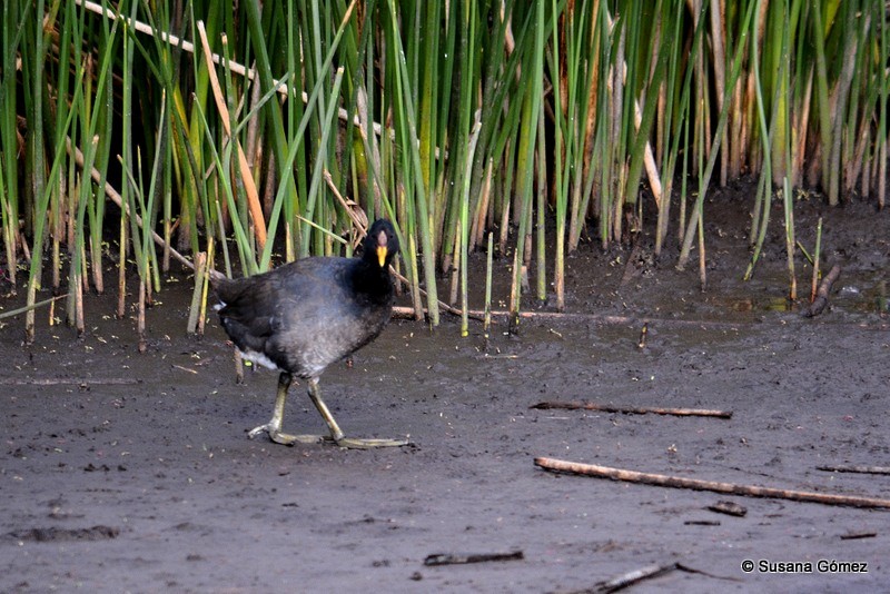 Red-fronted Coot - ML101344861