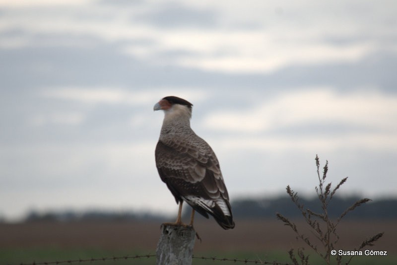 Crested Caracara (Southern) - ML101345011