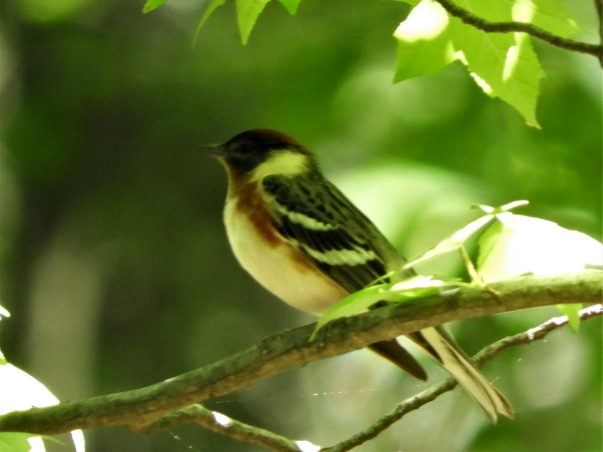 Bay-breasted Warbler - John Fagan