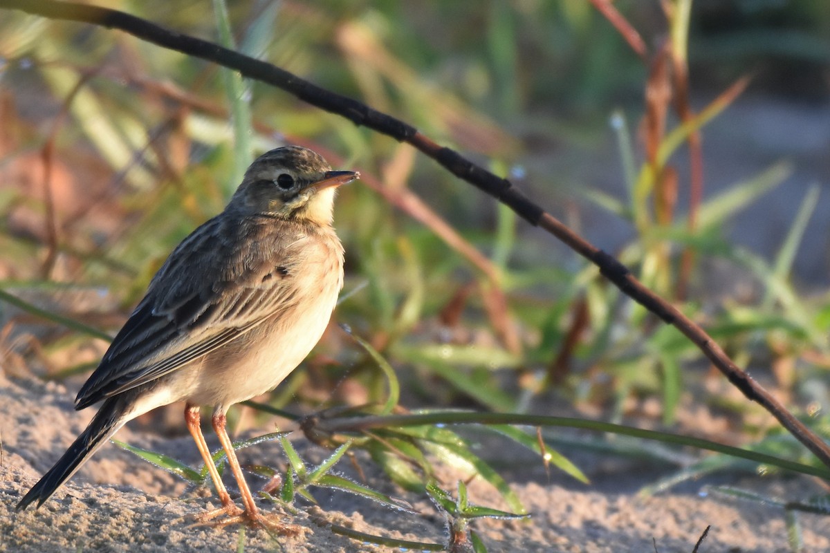 African Pipit - ML101346071