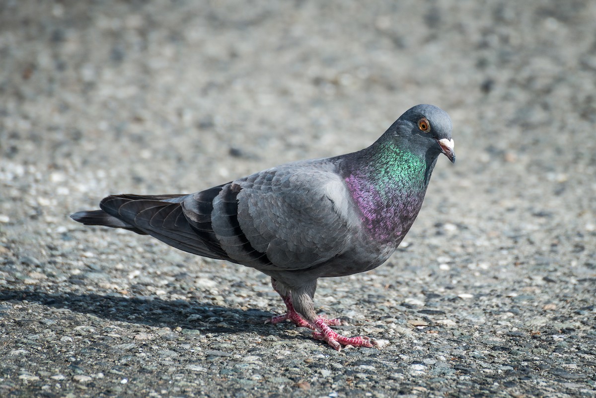 Rock Pigeon (Feral Pigeon) - Darren Kirby