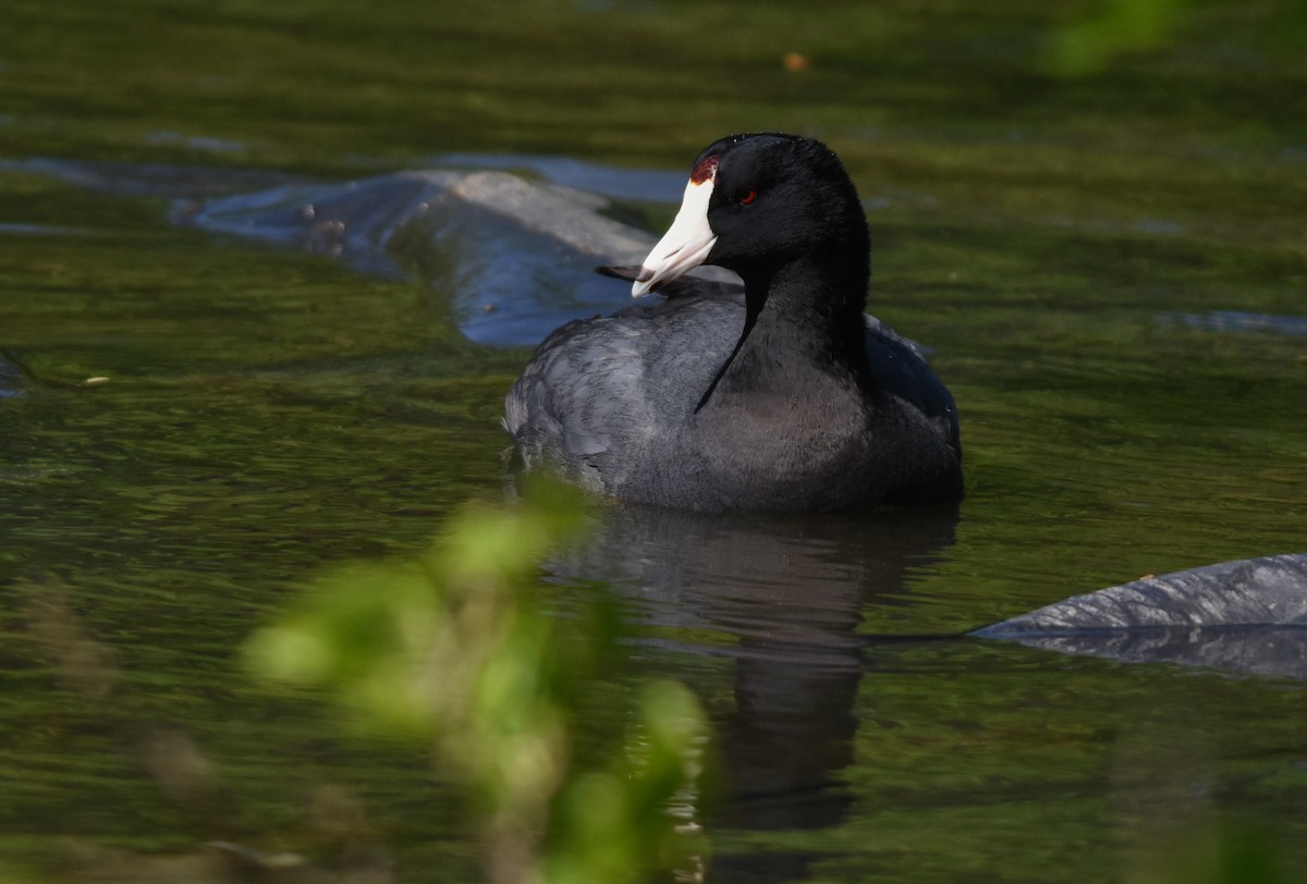 American Coot (Red-shielded) - Sean Sime