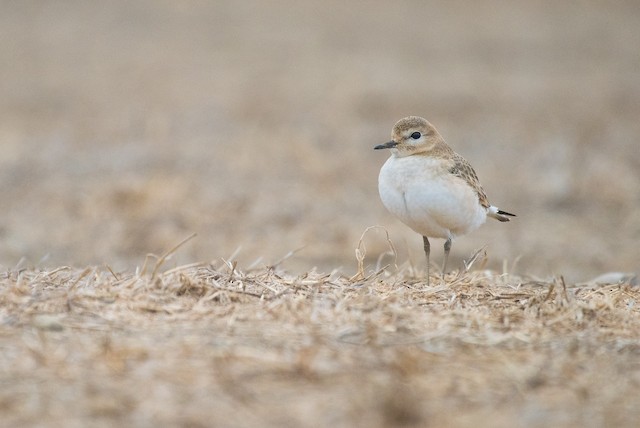 Mountain Plover