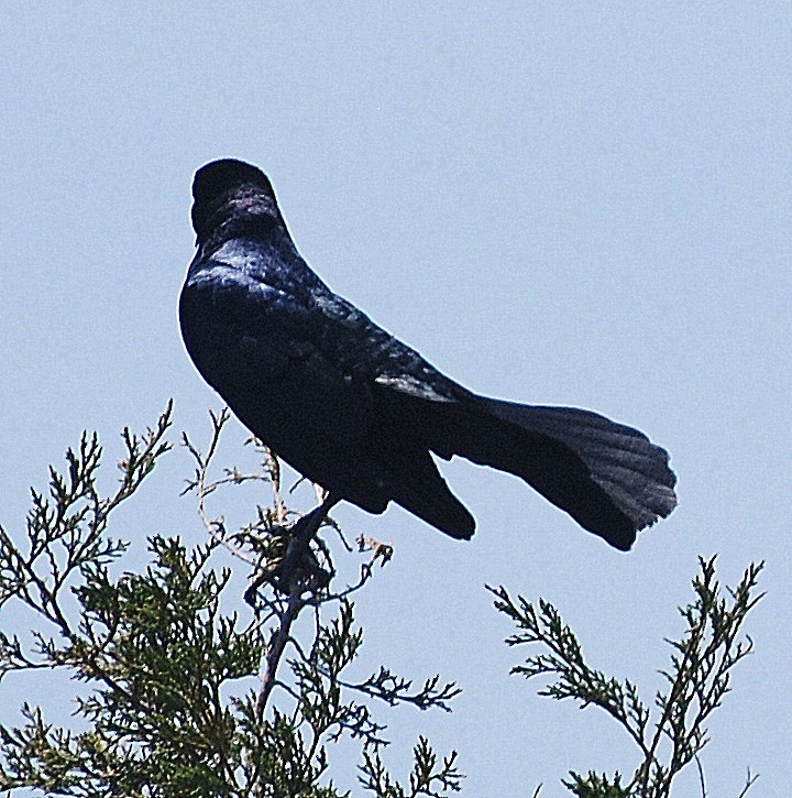 Boat-tailed Grackle - ML101353141