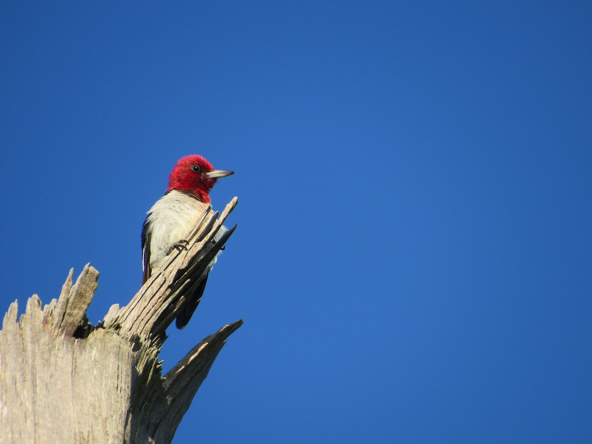 Red-headed Woodpecker - Tully Hochhausler