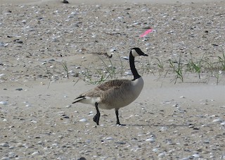Canada Goose, ML101359351