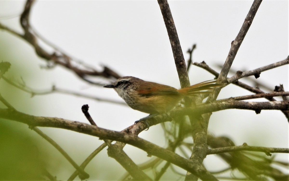 Necklaced Spinetail - ML101361651