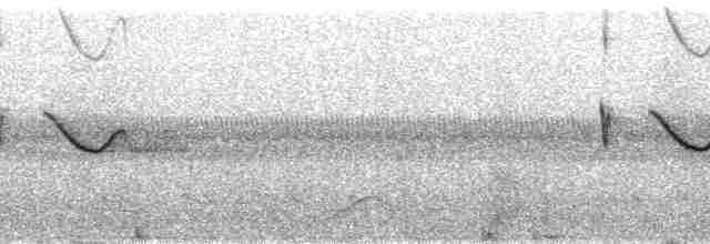 Spot-tailed Nightjar - ML101362