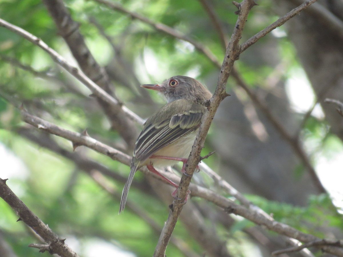 Pearly-vented Tody-Tyrant - ML101365201