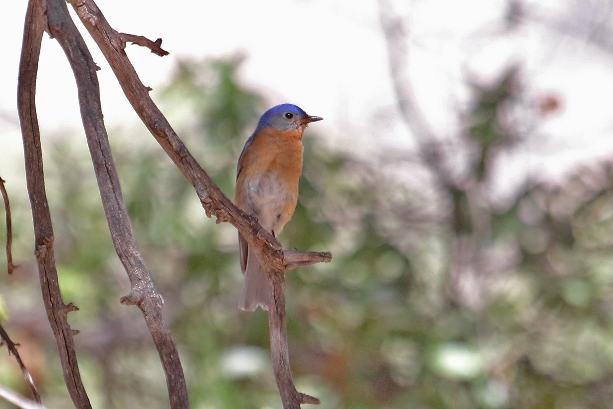 Eastern Bluebird (Mexican) - ML101365631