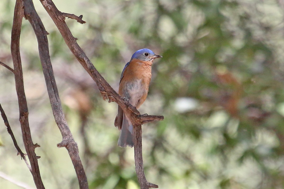 Eastern Bluebird (Mexican) - ML101365641