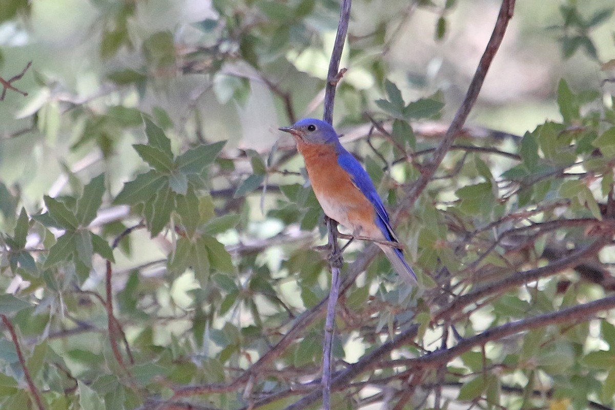 Eastern Bluebird (Mexican) - ML101365651
