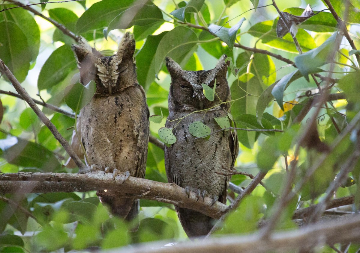 Sunda Scops-Owl - Santiago Imberti