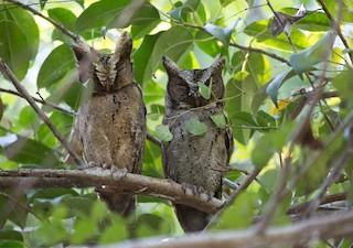  - Sunda Scops-Owl