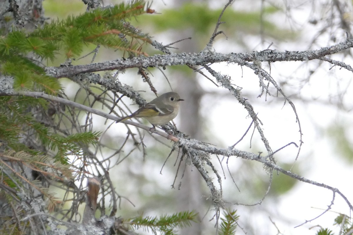 Ruby-crowned Kinglet - Jacques Ibarzabal