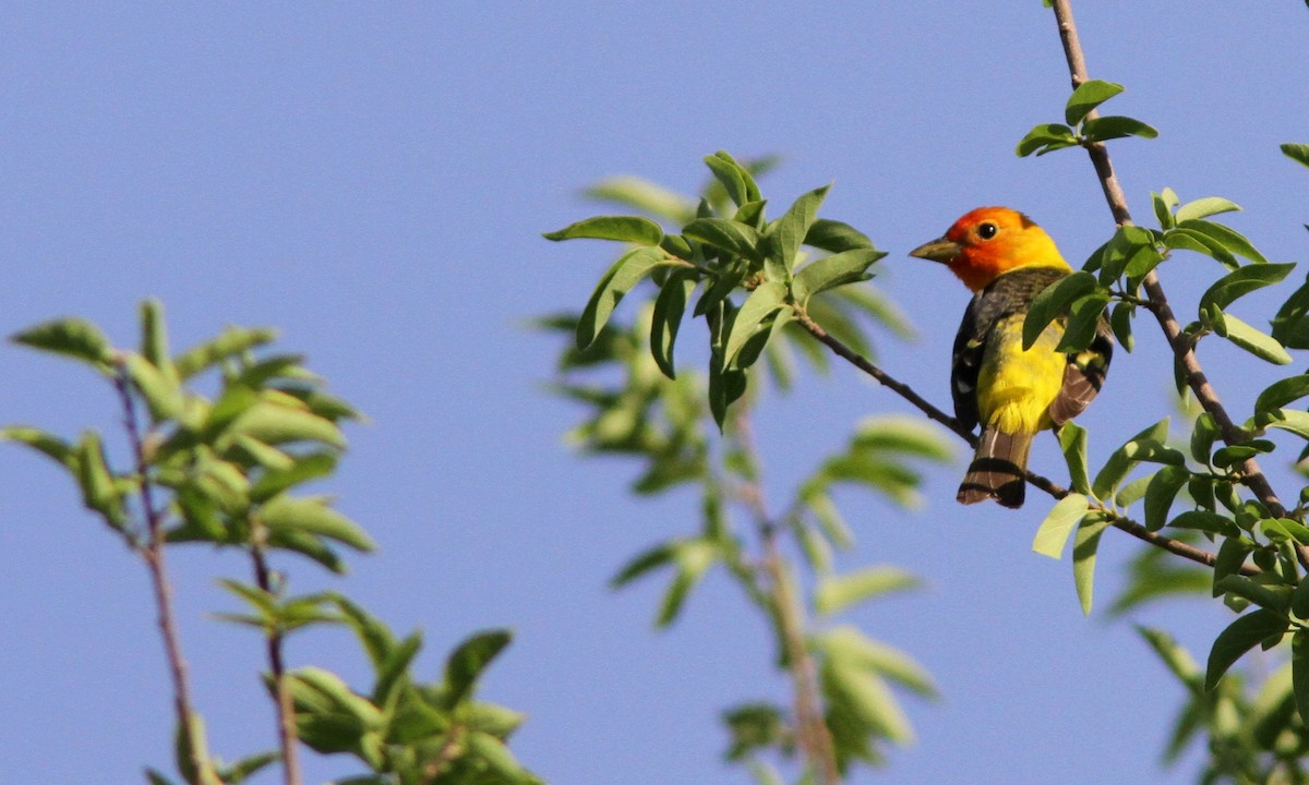 Western Tanager - Sean Fitzgerald