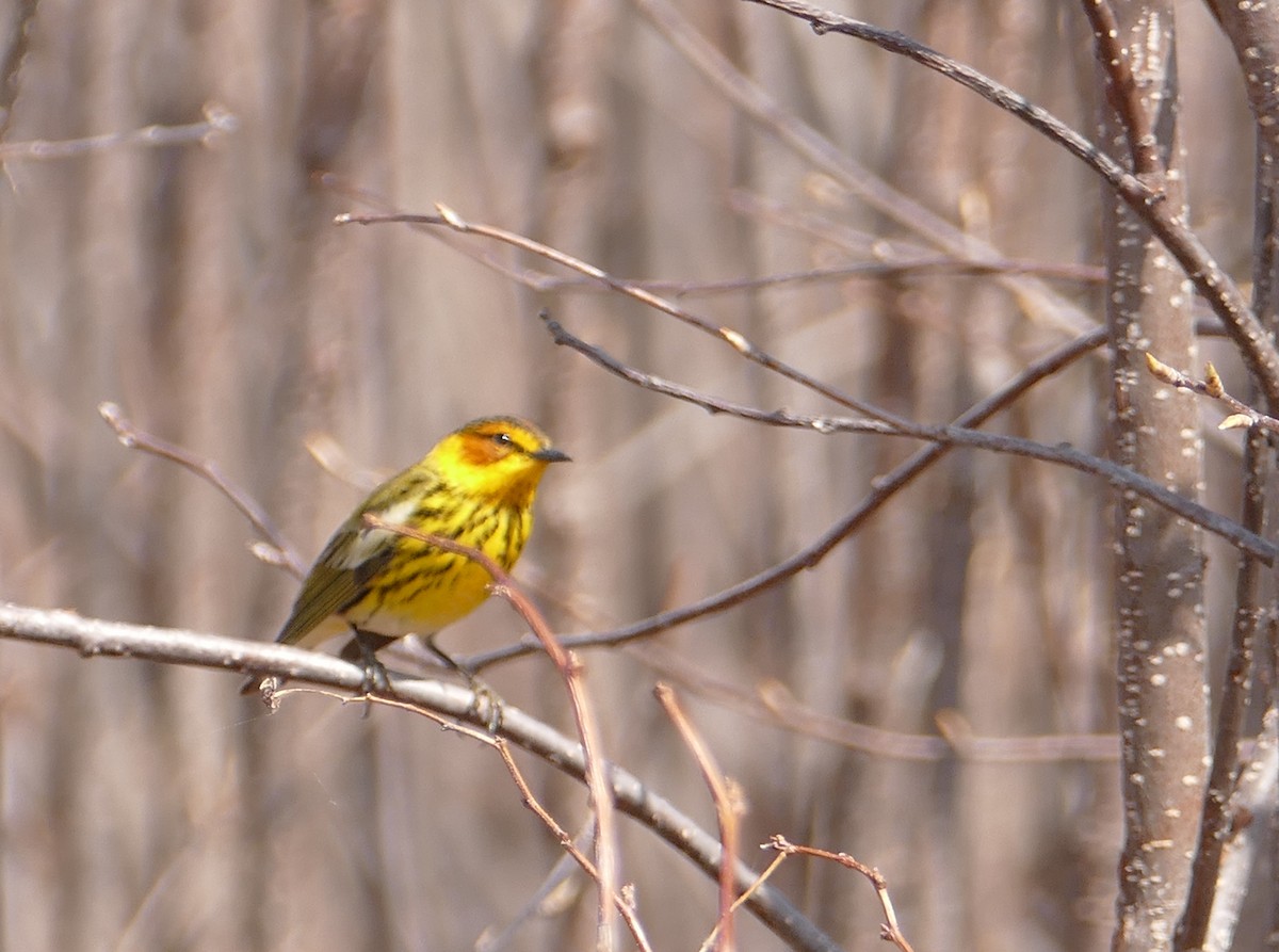Cape May Warbler - Jacques Ibarzabal