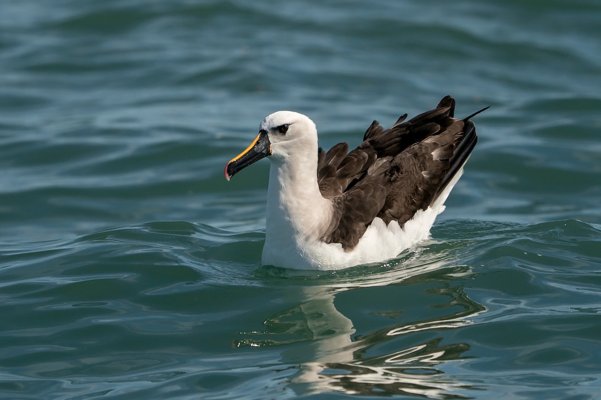 Atlantic Yellow-nosed Albatross - Joao Quental JQuental