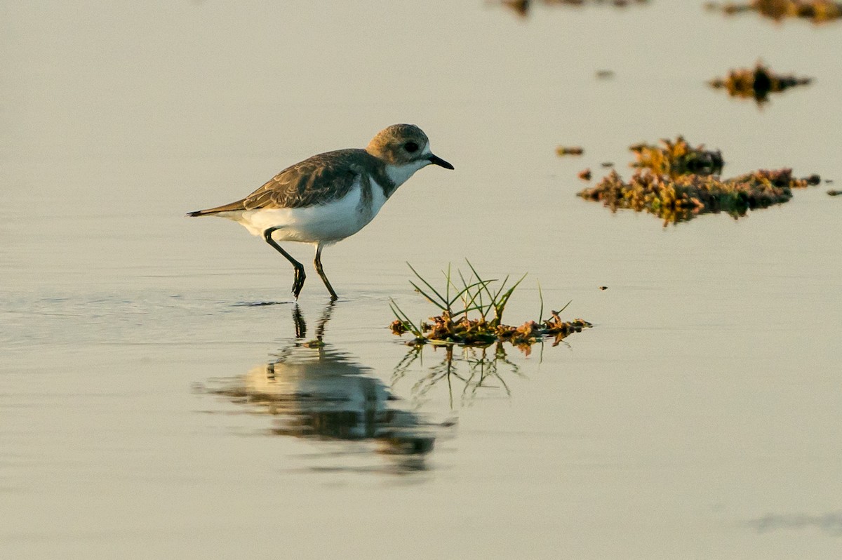 Two-banded Plover - ML101368221