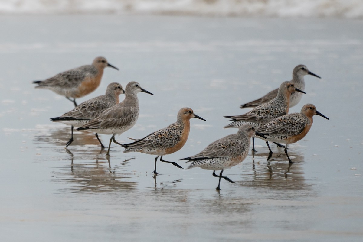 Red Knot - ML101368251