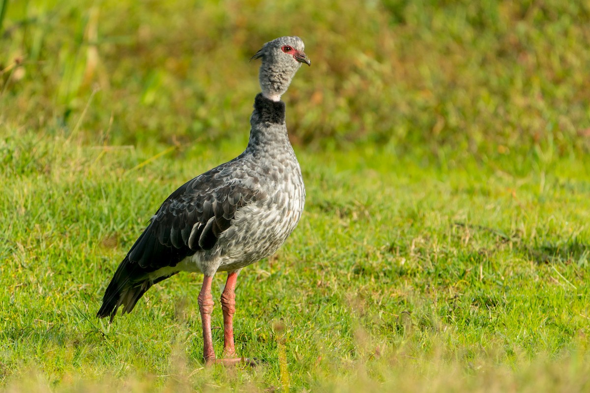 Southern Screamer - Joao Quental JQuental