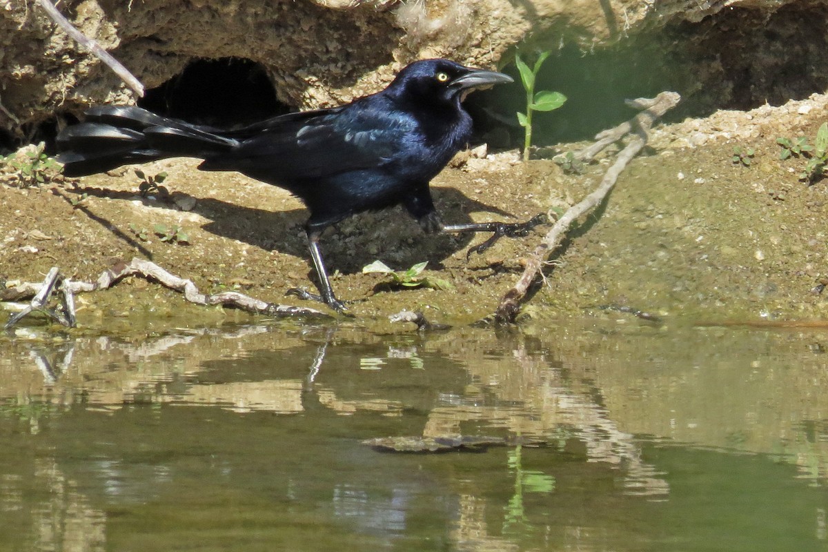 Great-tailed Grackle - ML101368621