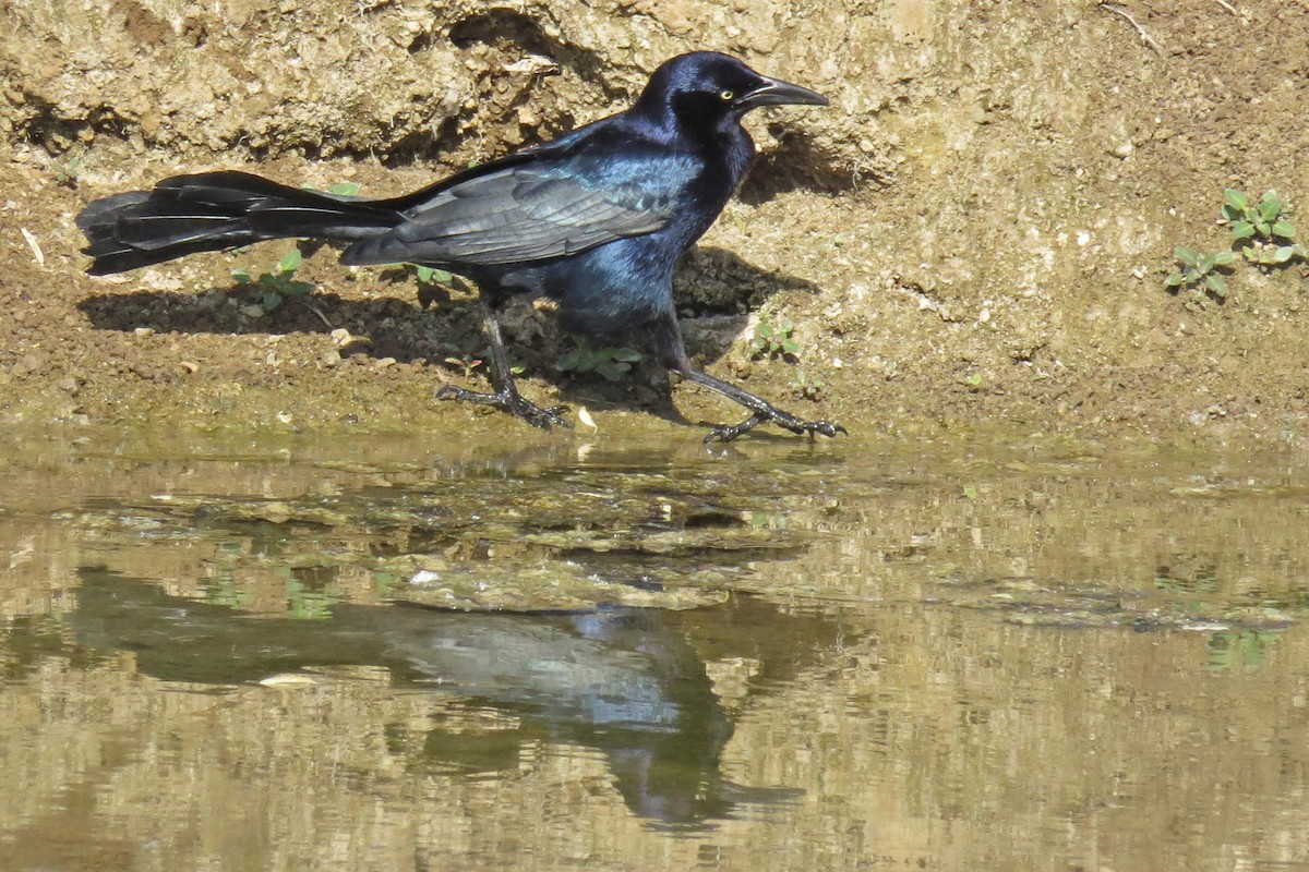 Great-tailed Grackle - ML101368641