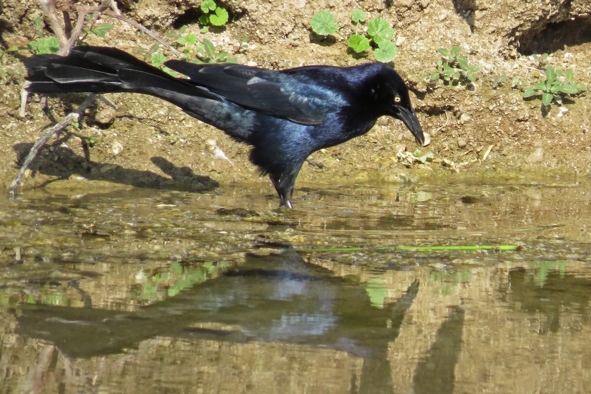 Great-tailed Grackle - ML101368651