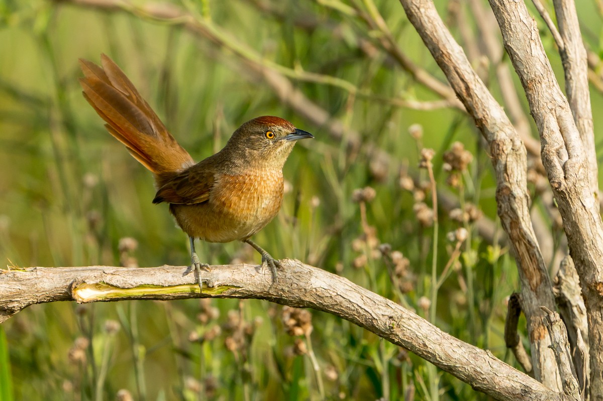 Freckle-breasted Thornbird - Joao Quental JQuental
