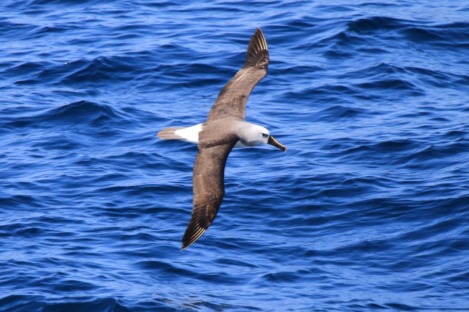 Atlantic Yellow-nosed Albatross - Fabio Olmos
