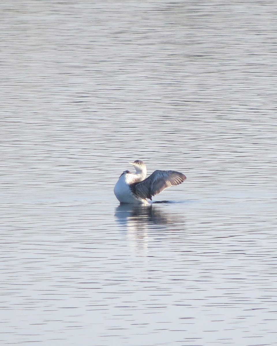 Red-throated Loon - ML101374081