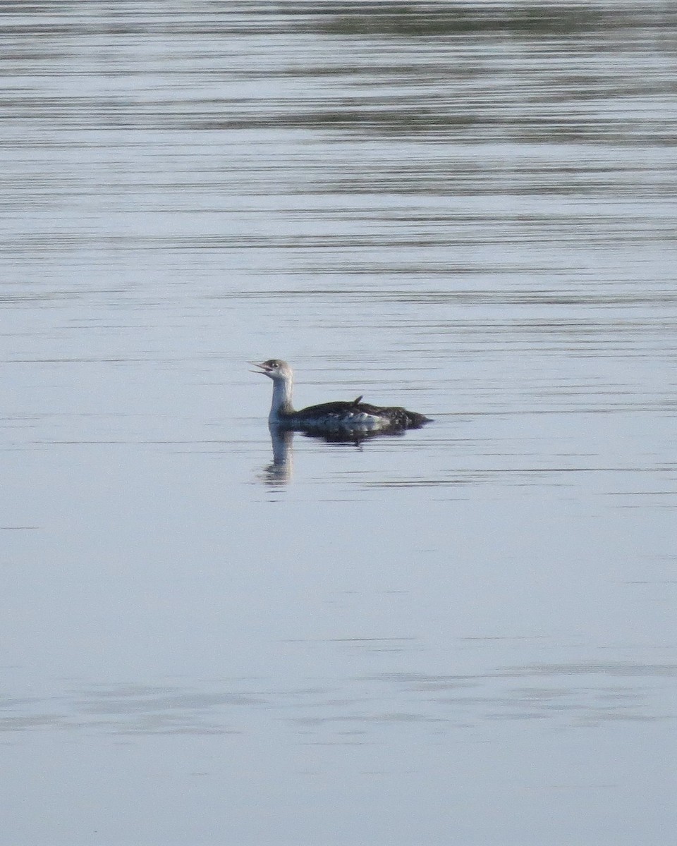 Red-throated Loon - ML101374101