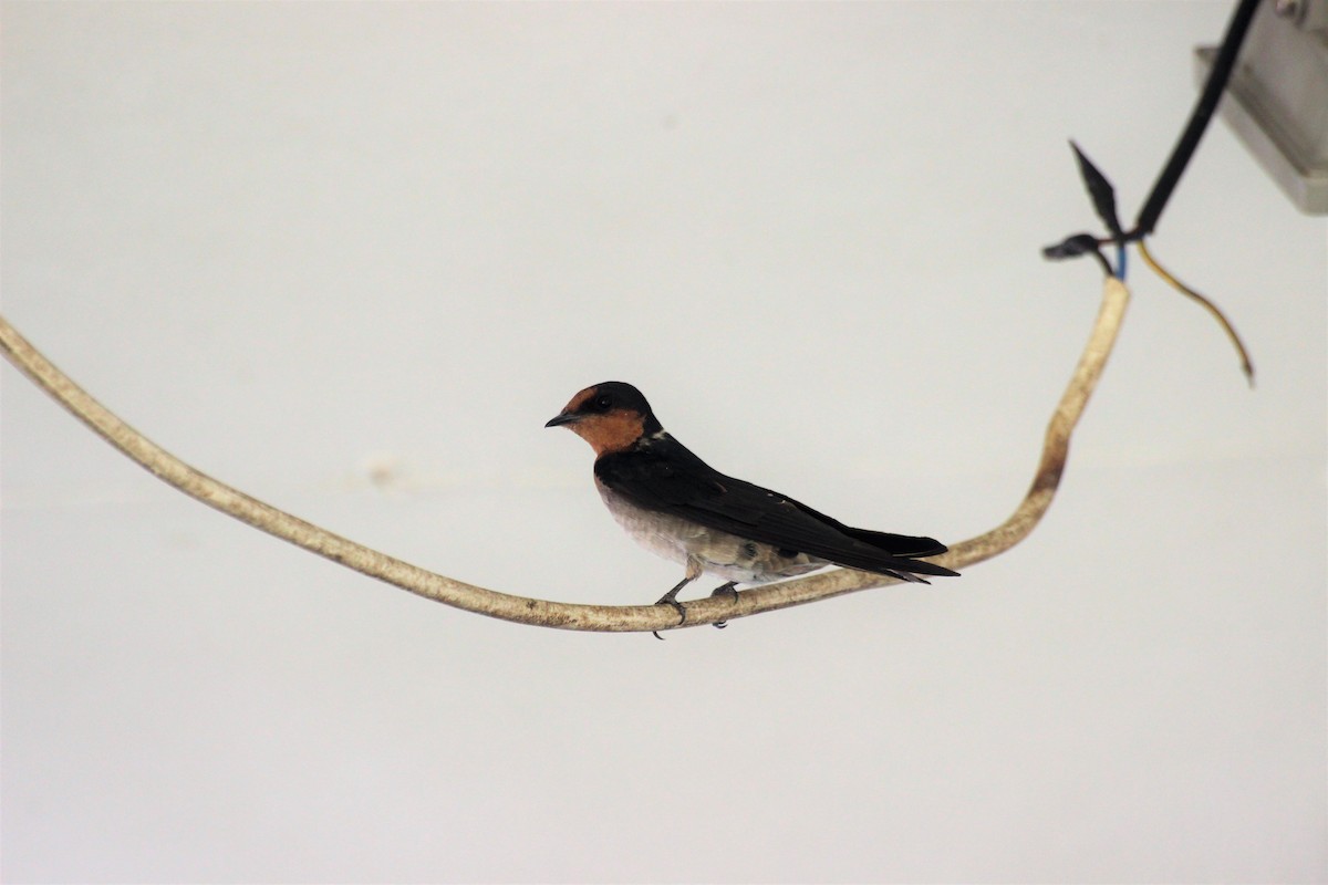 Pacific Swallow - Theodore Squires