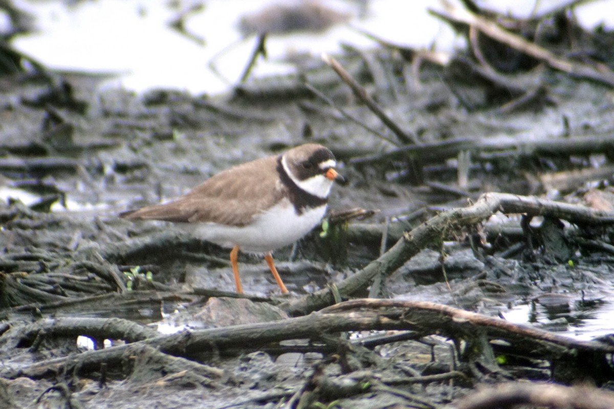 Semipalmated Plover - shawn chapman