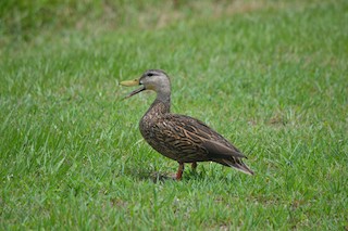 Mottled Duck, ML101376071