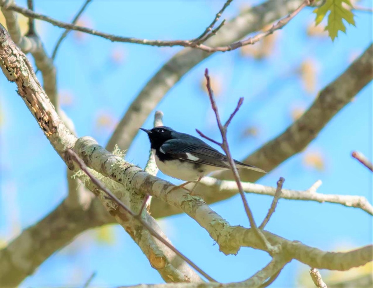 Black-throated Blue Warbler - Philip Kyle