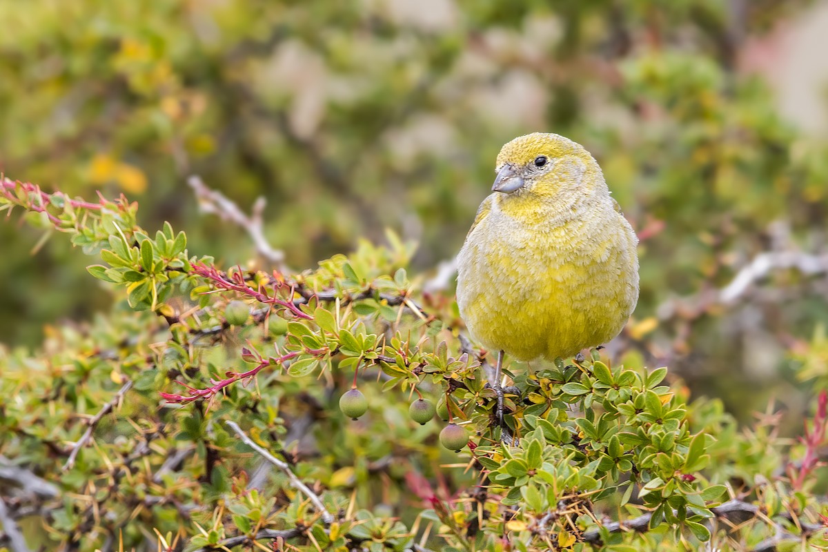 Patagonian Yellow-Finch - ML101382731