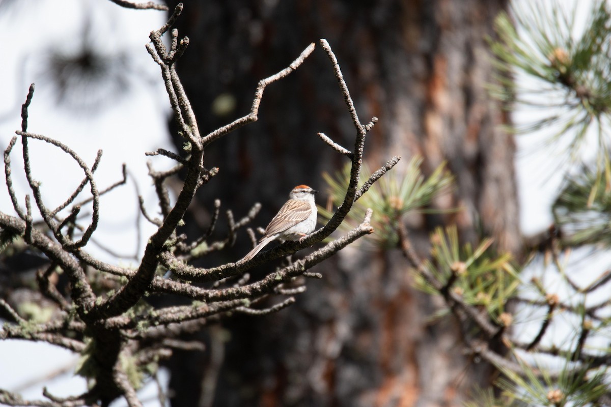 Chipping Sparrow - ML101383771