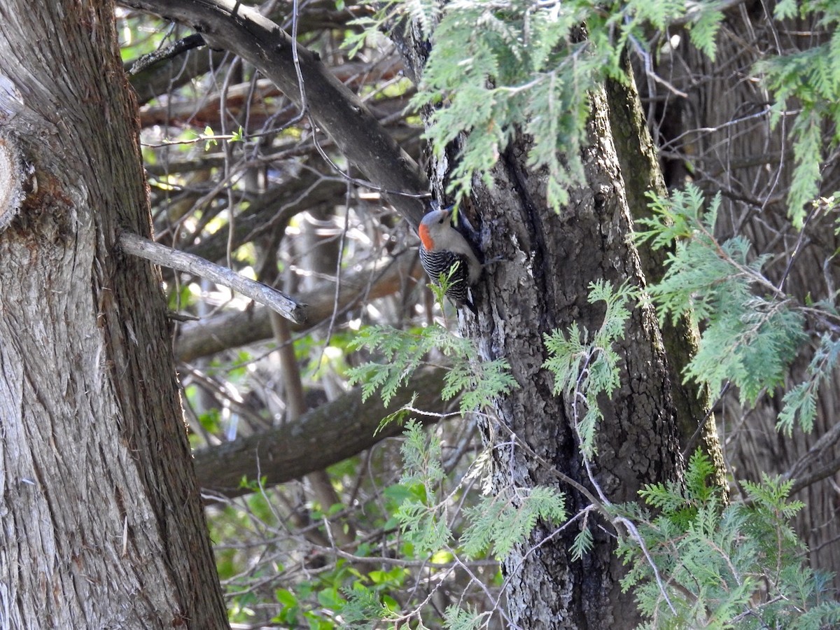 Red-bellied Woodpecker - Yvan Bernier