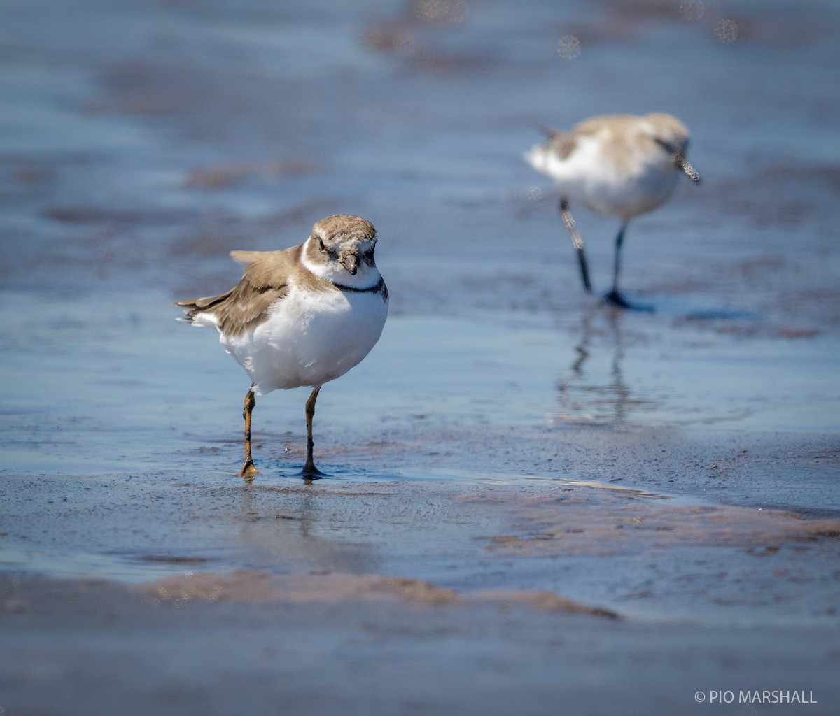 Semipalmated Plover - ML101386351