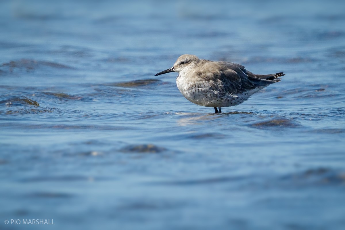 Red Knot - ML101387461