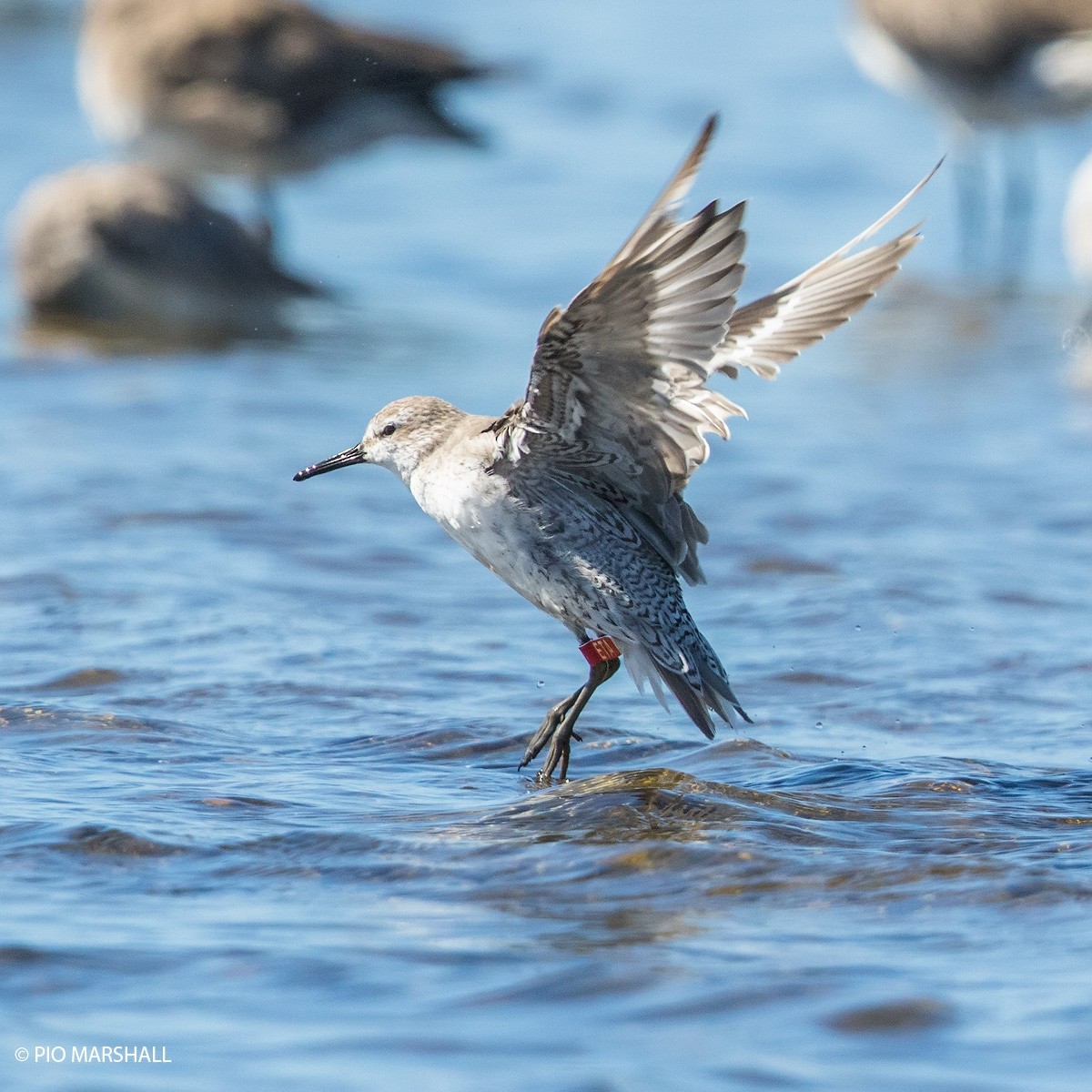 Red Knot - ML101387471